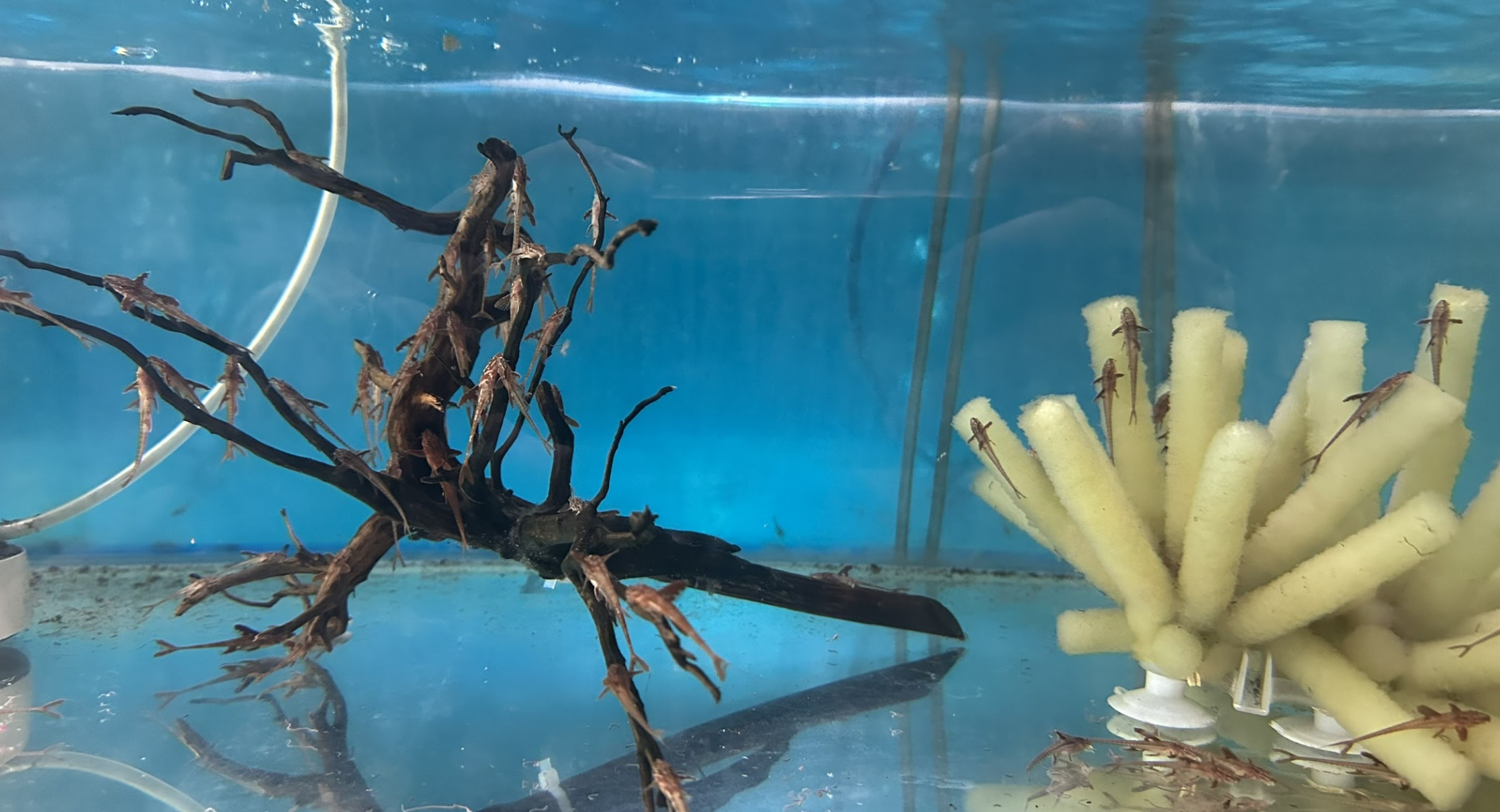 Ternyata Red lizard suka bergelantung lho!