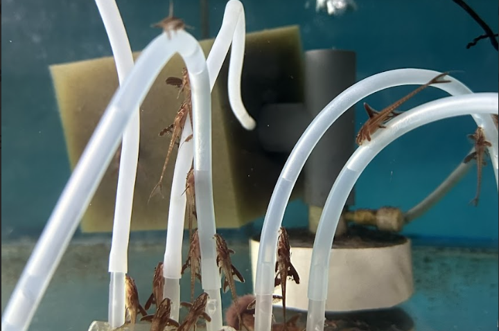 Ternyata Red lizard suka bergelantung lho!