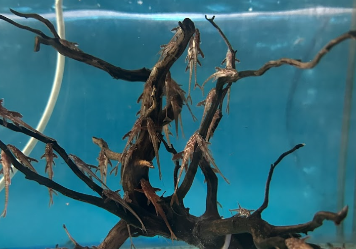 Ternyata Red lizard suka bergelantung lho!