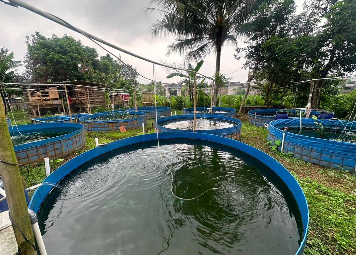 Eksperimen Seru di Bogorian Aquatics: Bisa Nggak Sih Denisonii Tumbuh Optimal di Green Water System?