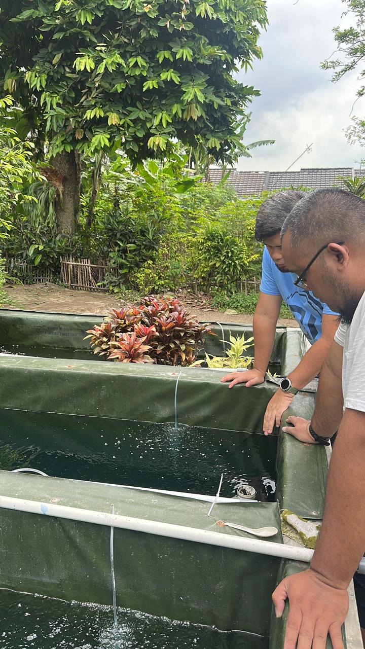 🧪 Riset Terkini: Pembesaran Denisonii & Golden di Bak Beton Berfilter – Rahasia Calon Induk yang Tangguh!